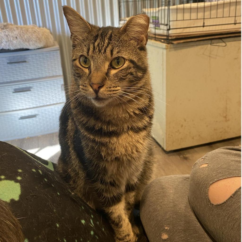 Eddy (EF Forty Nine), an adoptable Domestic Short Hair in Granby, MO, 64844 | Photo Image 2