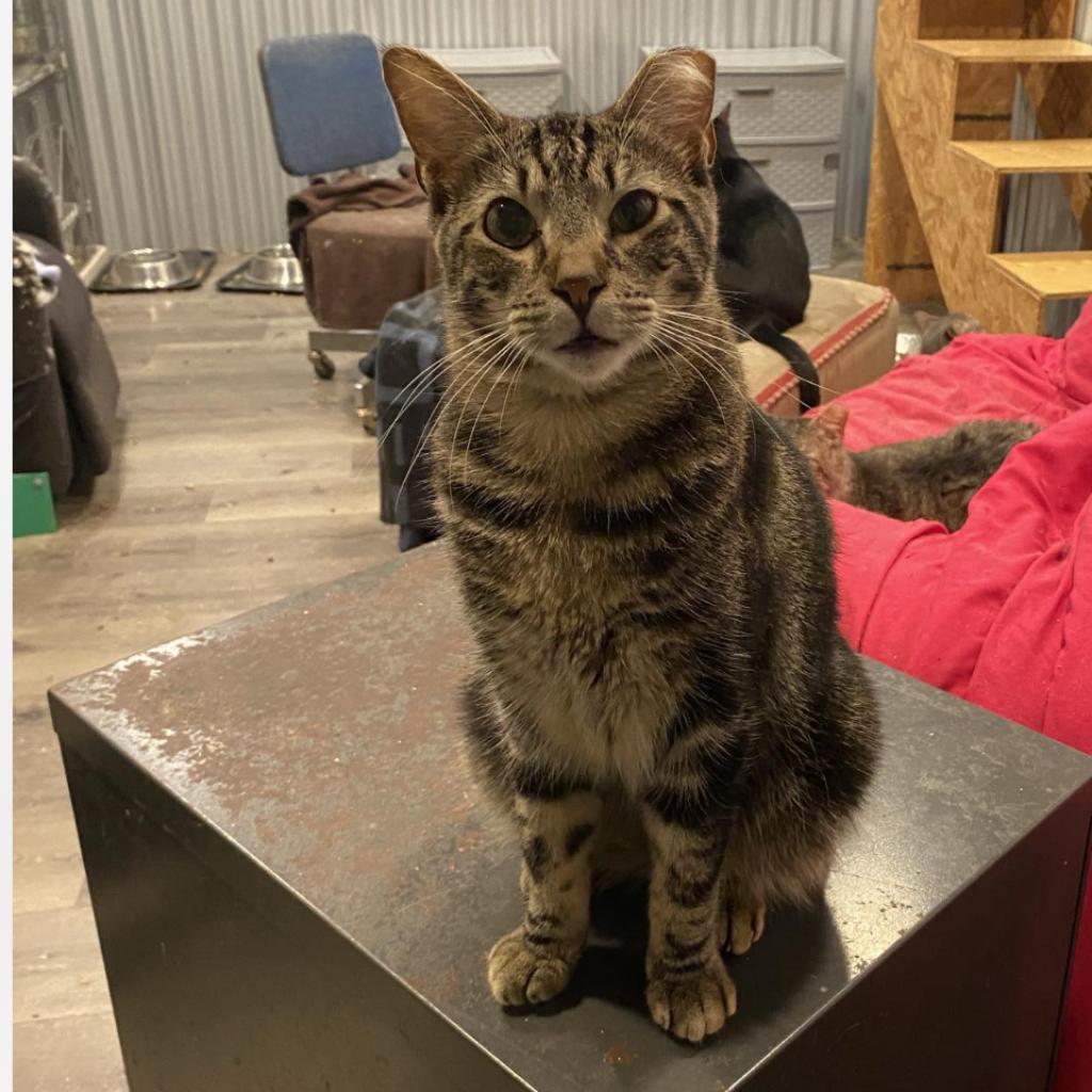 Eddy (EF Forty Nine), an adoptable Domestic Short Hair in Granby, MO, 64844 | Photo Image 3