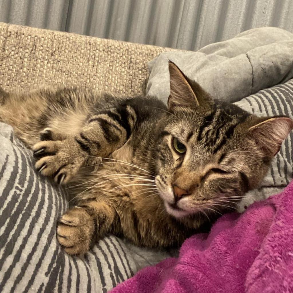 Eddy (EF Forty Nine), an adoptable Domestic Short Hair in Granby, MO, 64844 | Photo Image 4