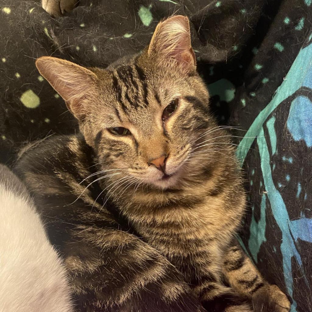 Eddy (EF Forty Nine), an adoptable Domestic Short Hair in Granby, MO, 64844 | Photo Image 5