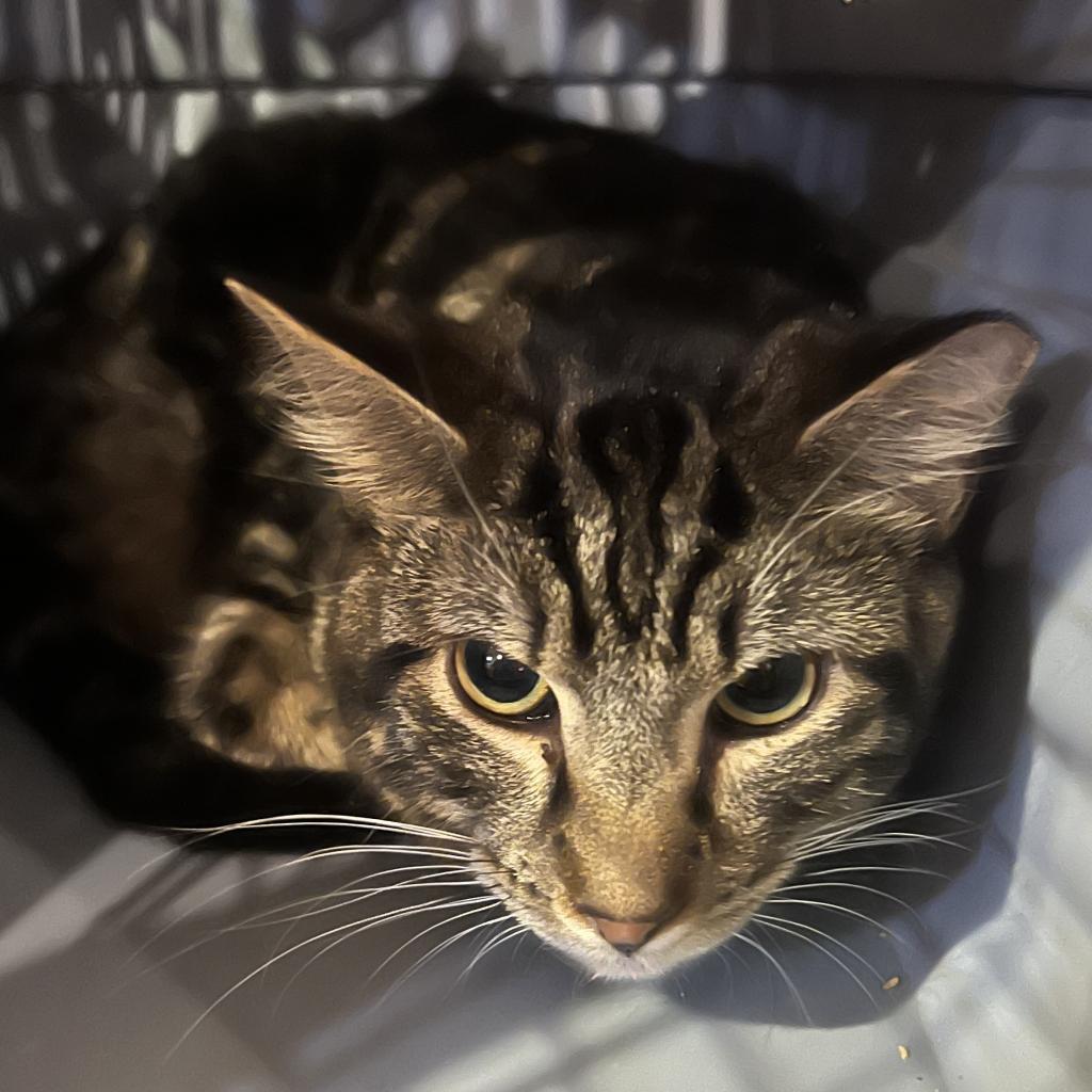 Eddy (EF Forty Nine), an adoptable Domestic Short Hair in Granby, MO, 64844 | Photo Image 6