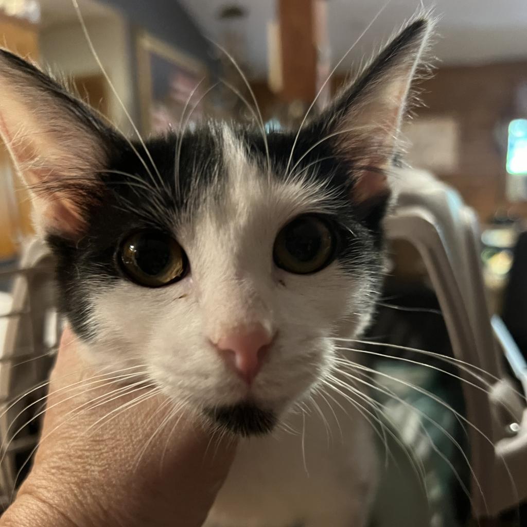 Fiesty, an adoptable Domestic Short Hair in Granby, MO, 64844 | Photo Image 1