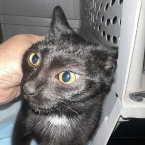Smiles, Young Female Domestic Short Hair