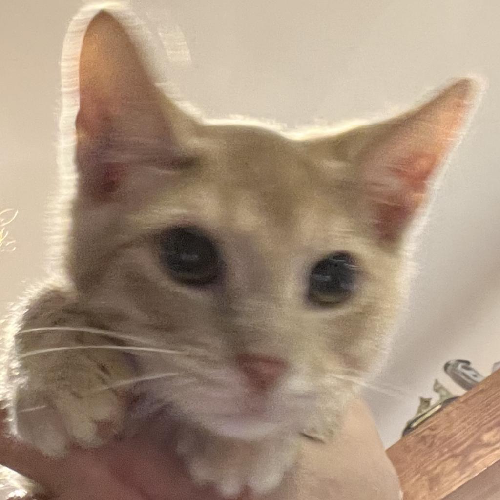 Cedar, an adoptable Domestic Short Hair in Granby, MO, 64844 | Photo Image 1