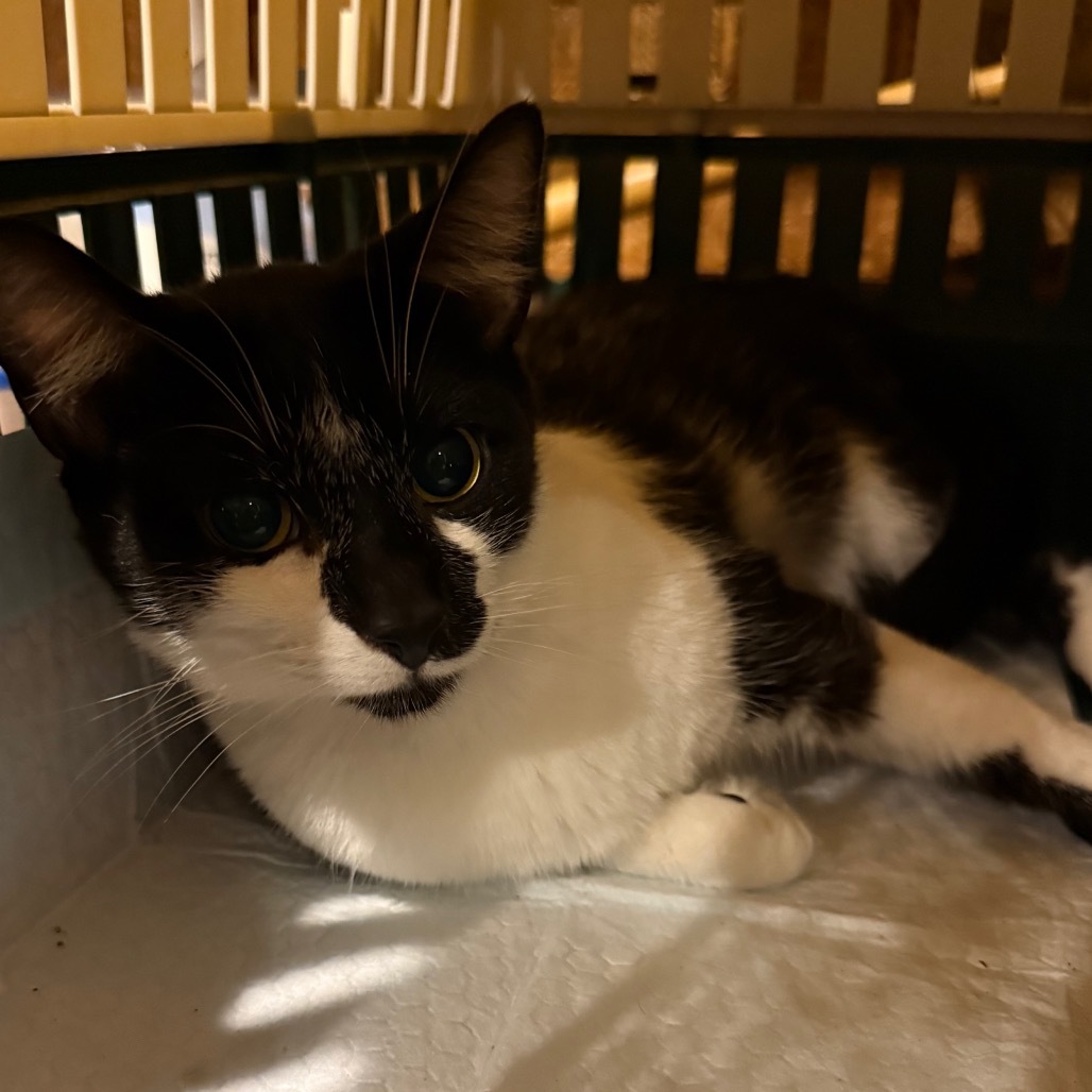 Saginaw, an adoptable Domestic Short Hair in Granby, MO, 64844 | Photo Image 1