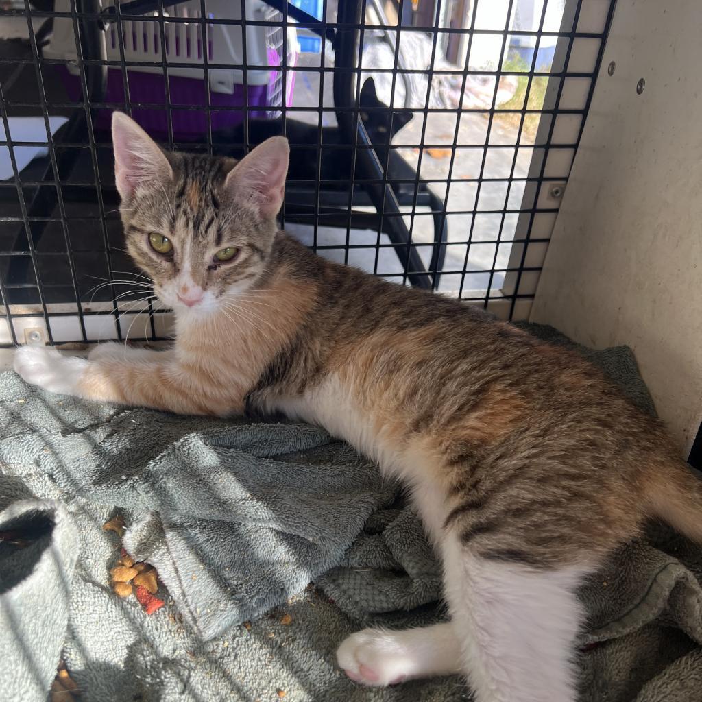 Calypso_2, an adoptable Domestic Short Hair in Granby, MO, 64844 | Photo Image 1