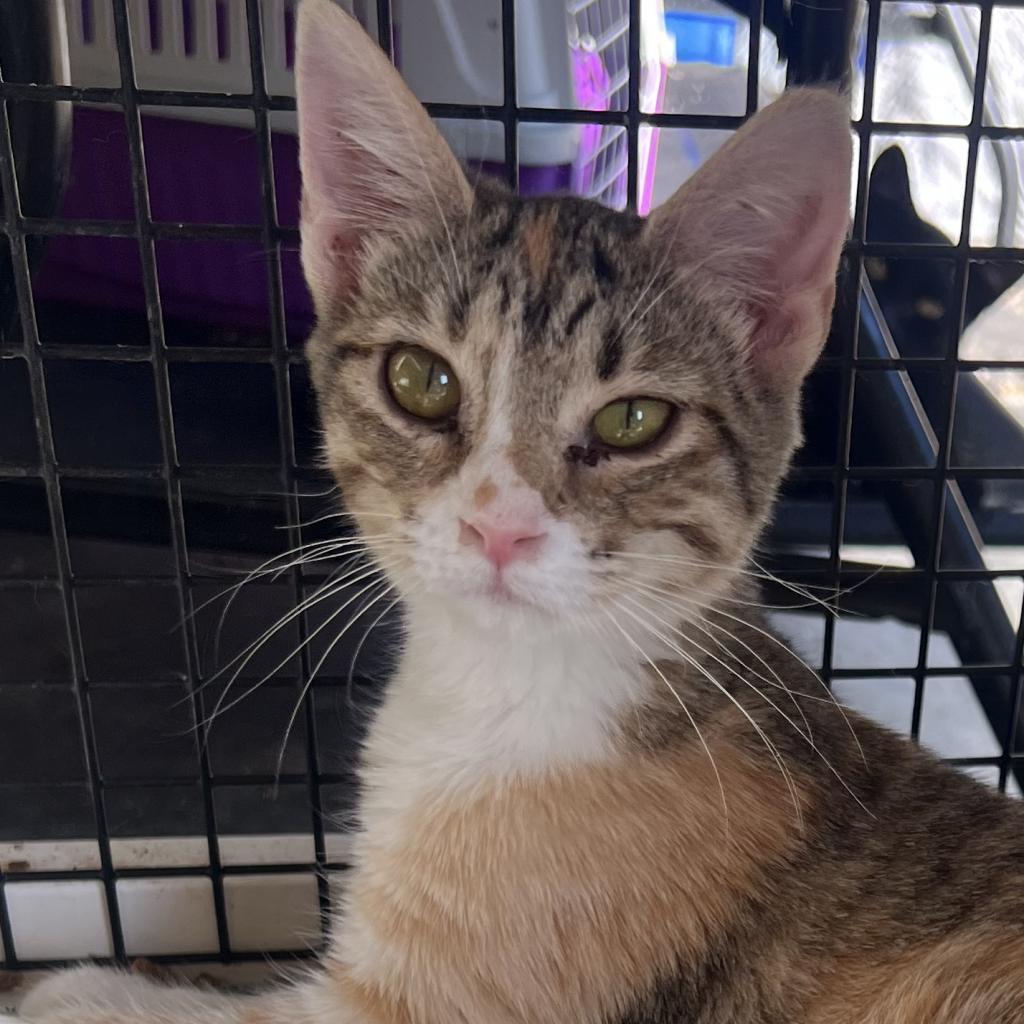 Calypso_2, an adoptable Domestic Short Hair in Granby, MO, 64844 | Photo Image 2