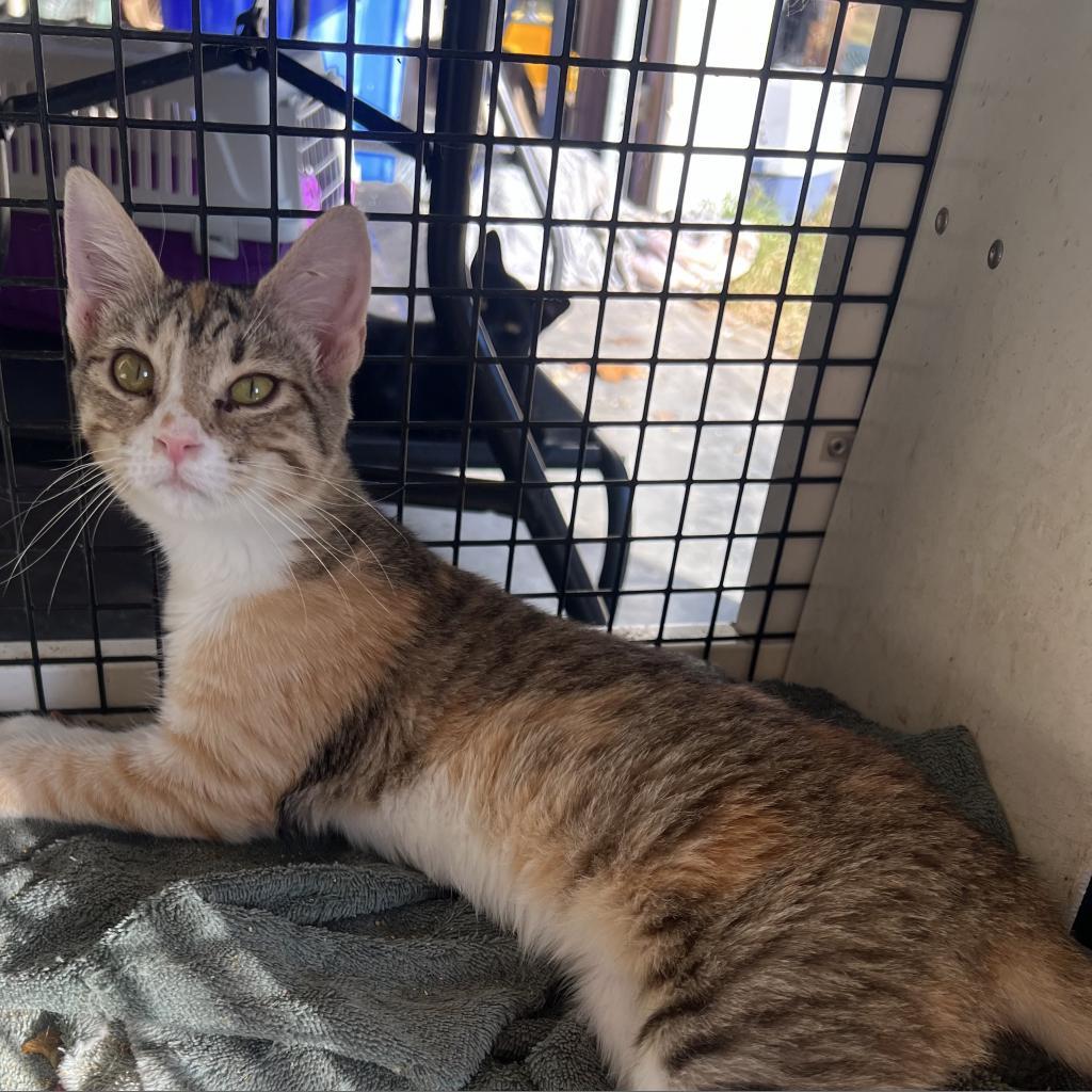 Calypso_2, an adoptable Domestic Short Hair in Granby, MO, 64844 | Photo Image 3