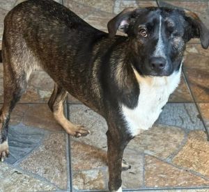 Introducing this gorgeous brindle girl Riley to you She is 11 months old weighing in at about 33