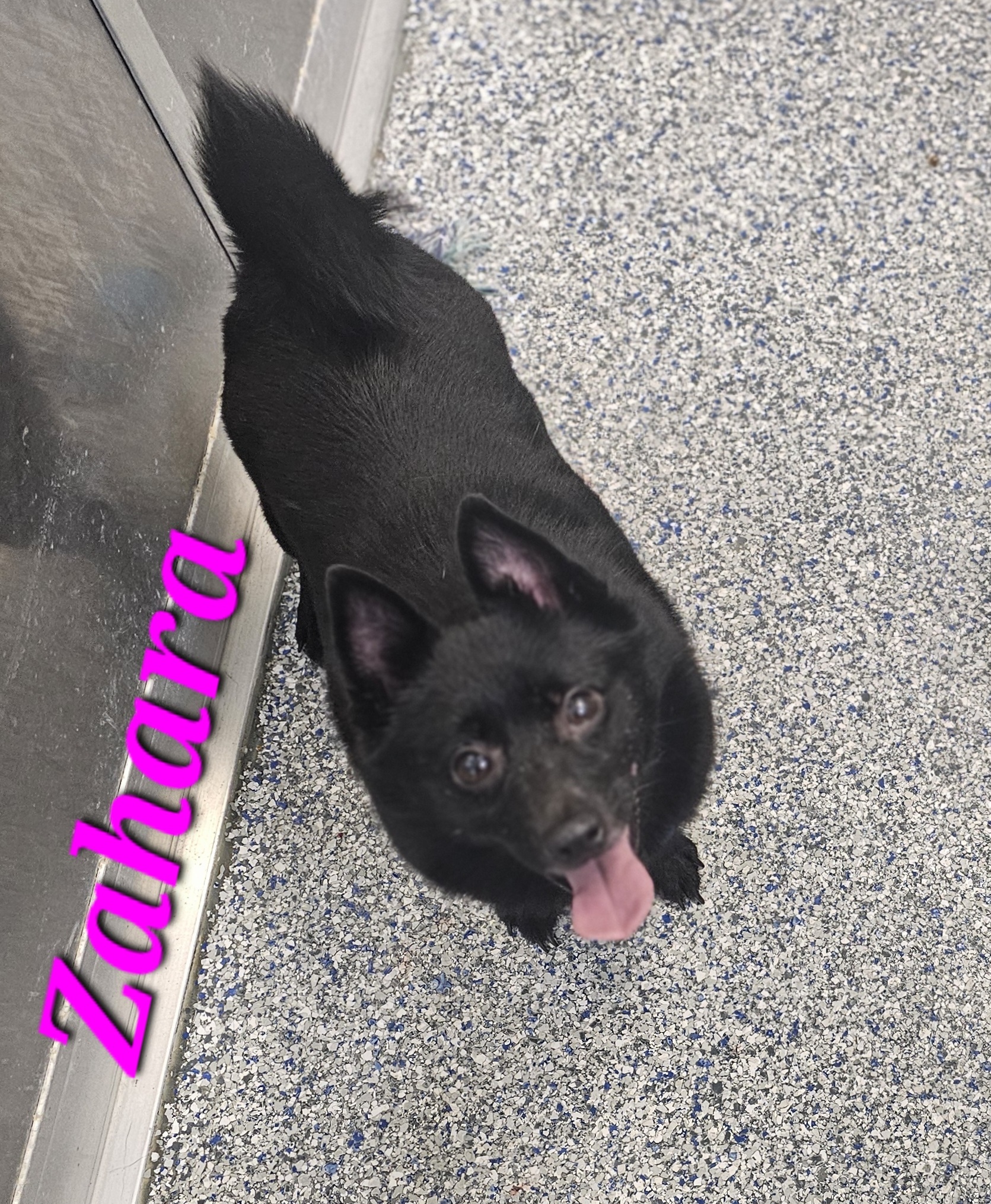 Zahara, an adoptable Schipperke in Burlington, IA, 52601 | Photo Image 1