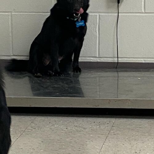 Zahara, an adoptable Schipperke in Burlington, IA, 52601 | Photo Image 2