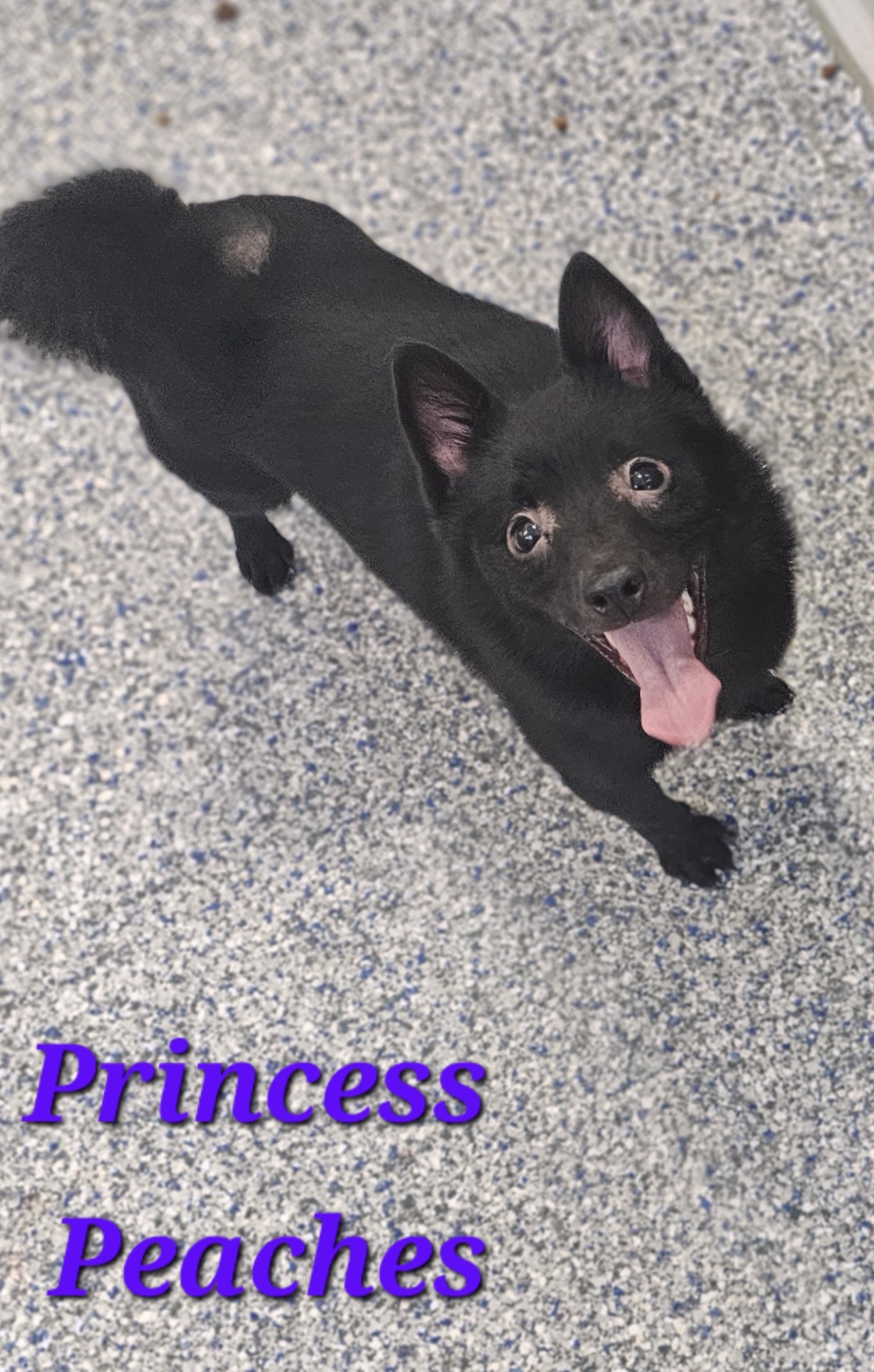 Princess Peaches, an adoptable Schipperke in Burlington, IA, 52601 | Photo Image 1