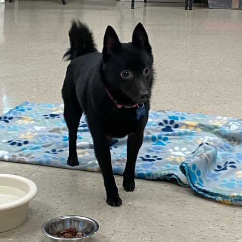 Princess Peaches, an adoptable Schipperke in Burlington, IA, 52601 | Photo Image 2