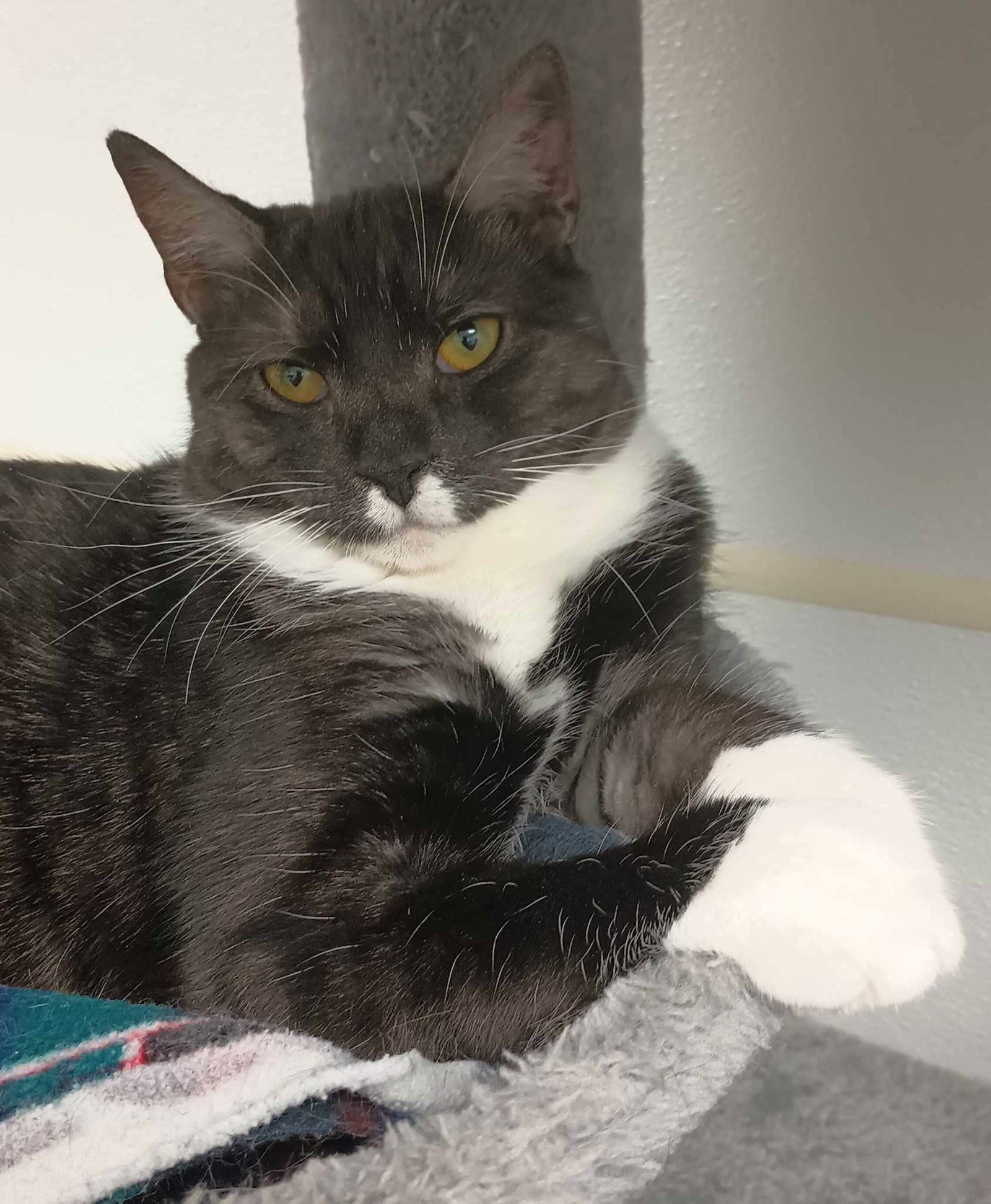 Zora, an adoptable Domestic Short Hair in Gonic, NH, 03839 | Photo Image 1