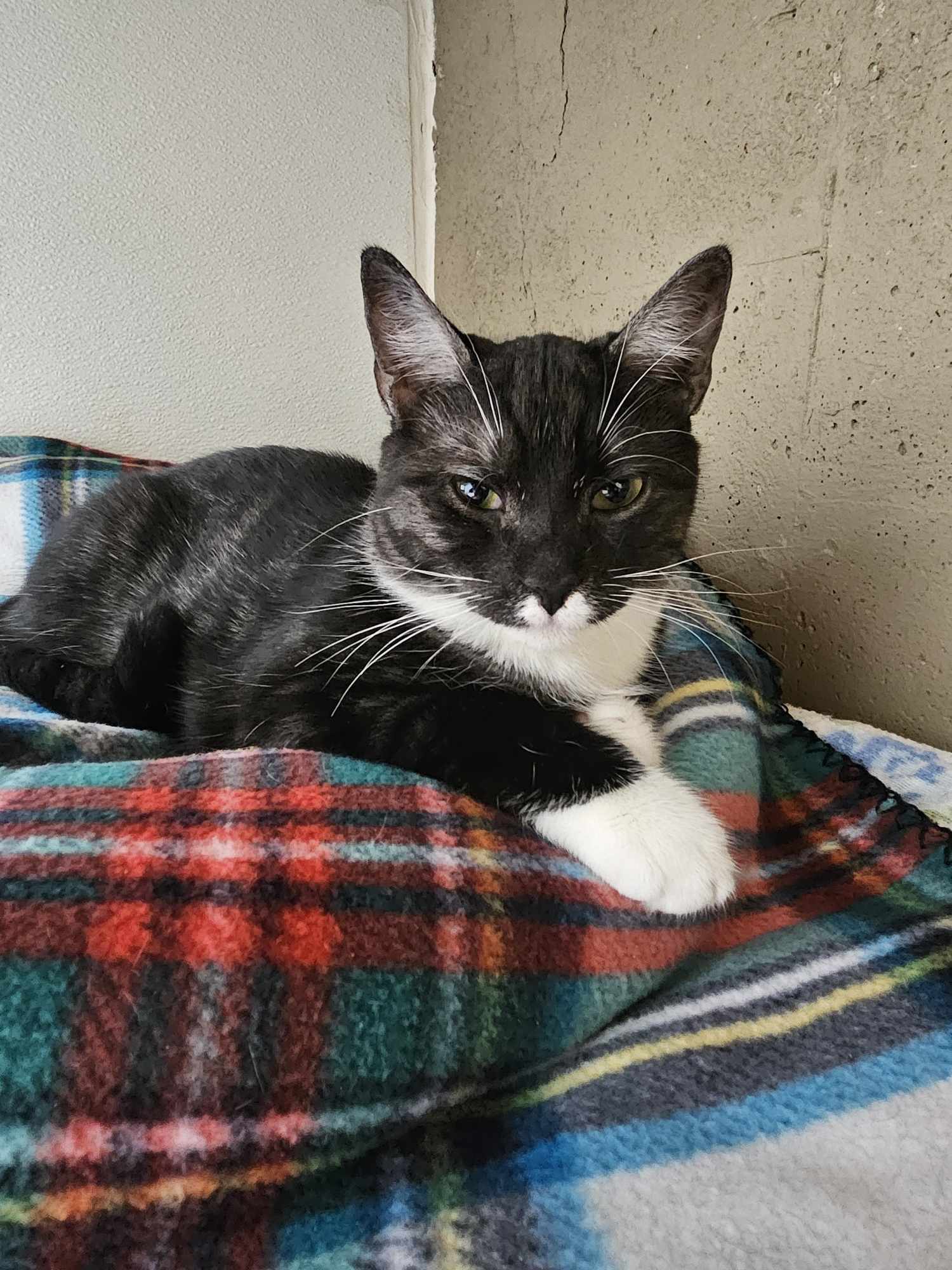 Zora AND Brigid, an adoptable Domestic Short Hair in Gonic, NH, 03839 | Photo Image 2