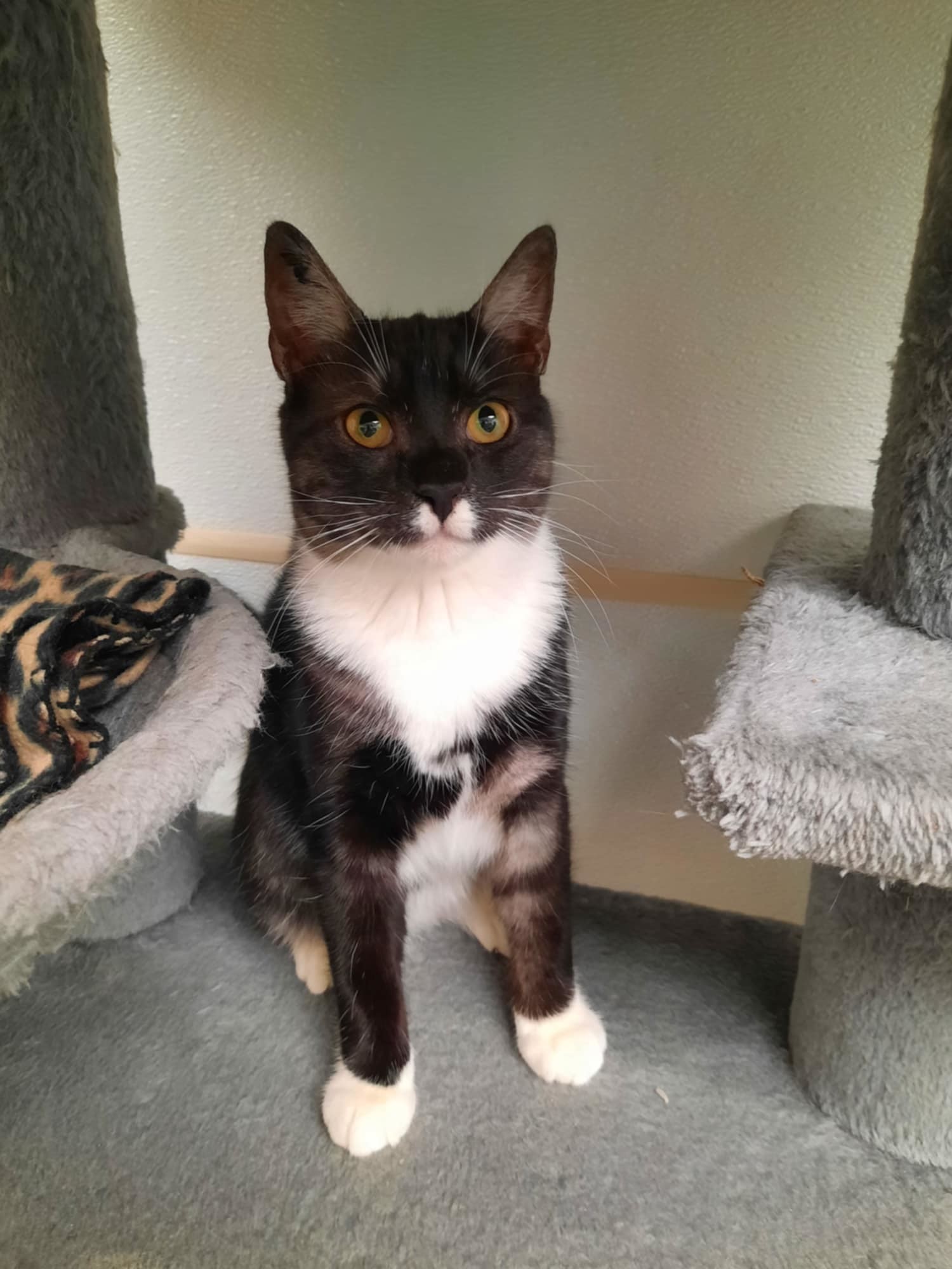 Zora AND Brigid, an adoptable Domestic Short Hair in Gonic, NH, 03839 | Photo Image 3