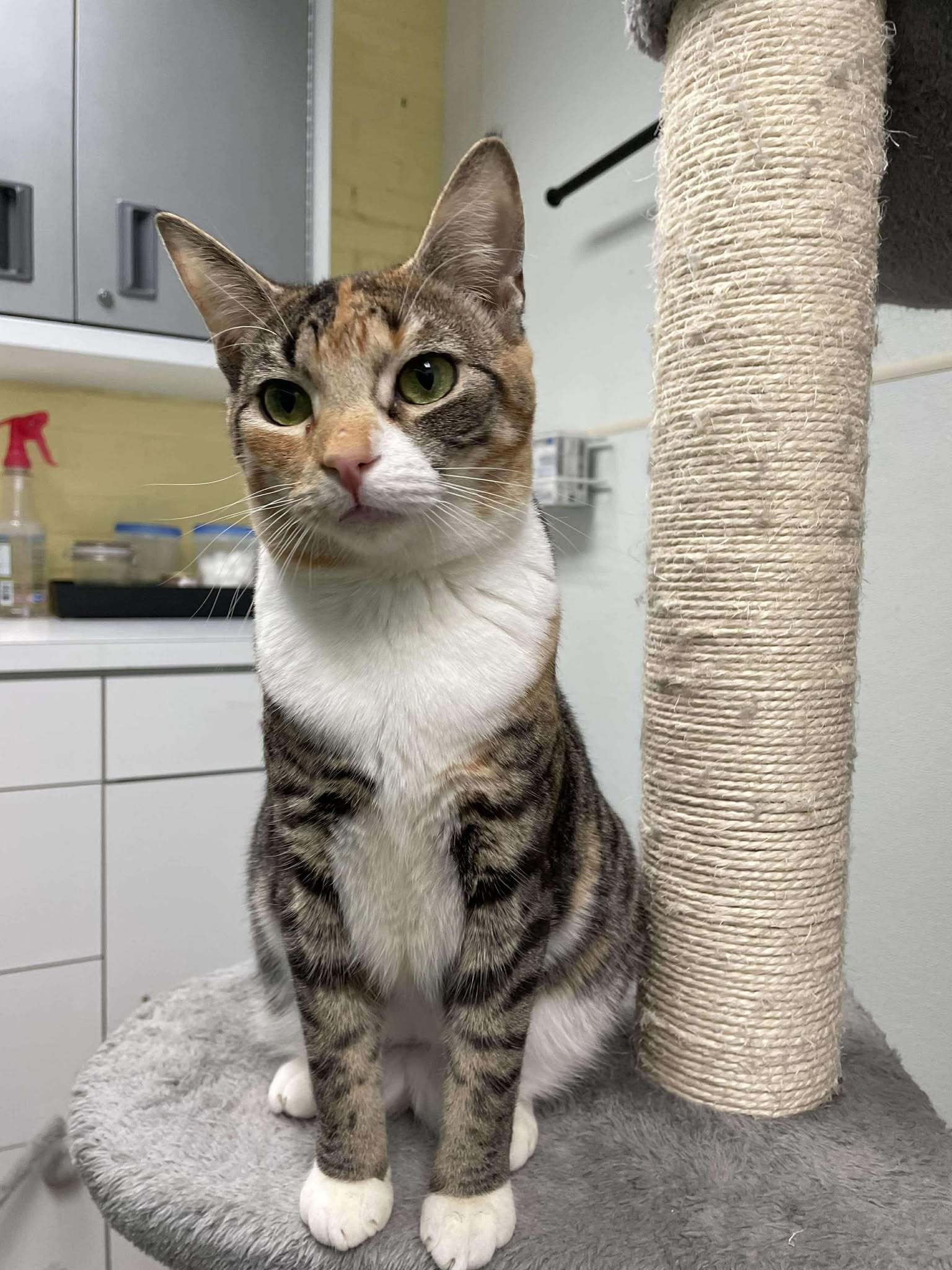 Brigid AND Pepper, an adoptable Domestic Short Hair in Gonic, NH, 03839 | Photo Image 1