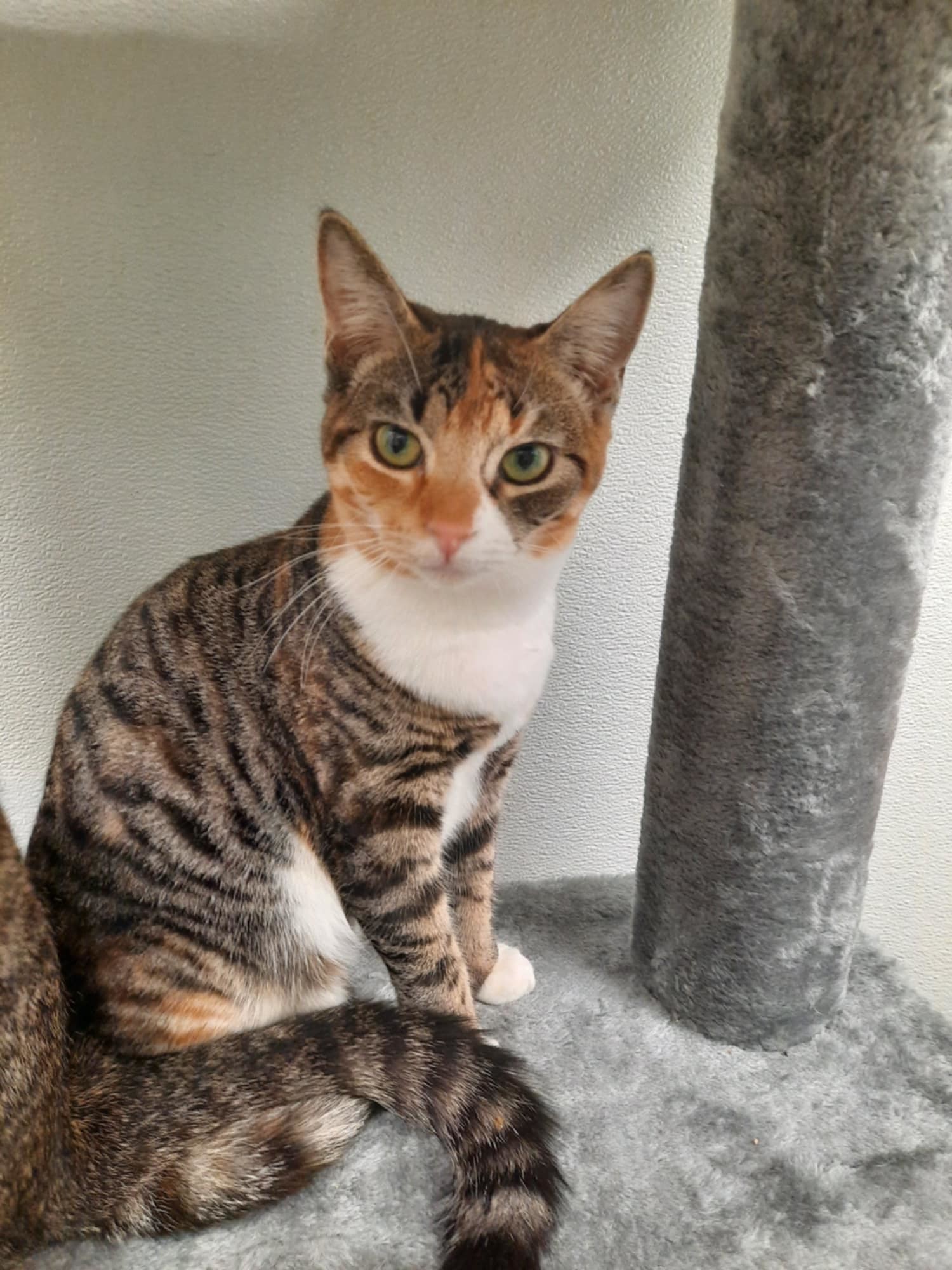 Brigid AND Zora, an adoptable Domestic Short Hair in Gonic, NH, 03839 | Photo Image 2