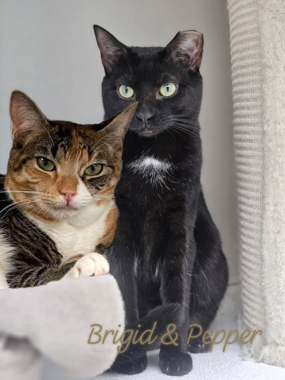 Brigid AND Pepper, an adoptable Domestic Short Hair in Gonic, NH, 03839 | Photo Image 2