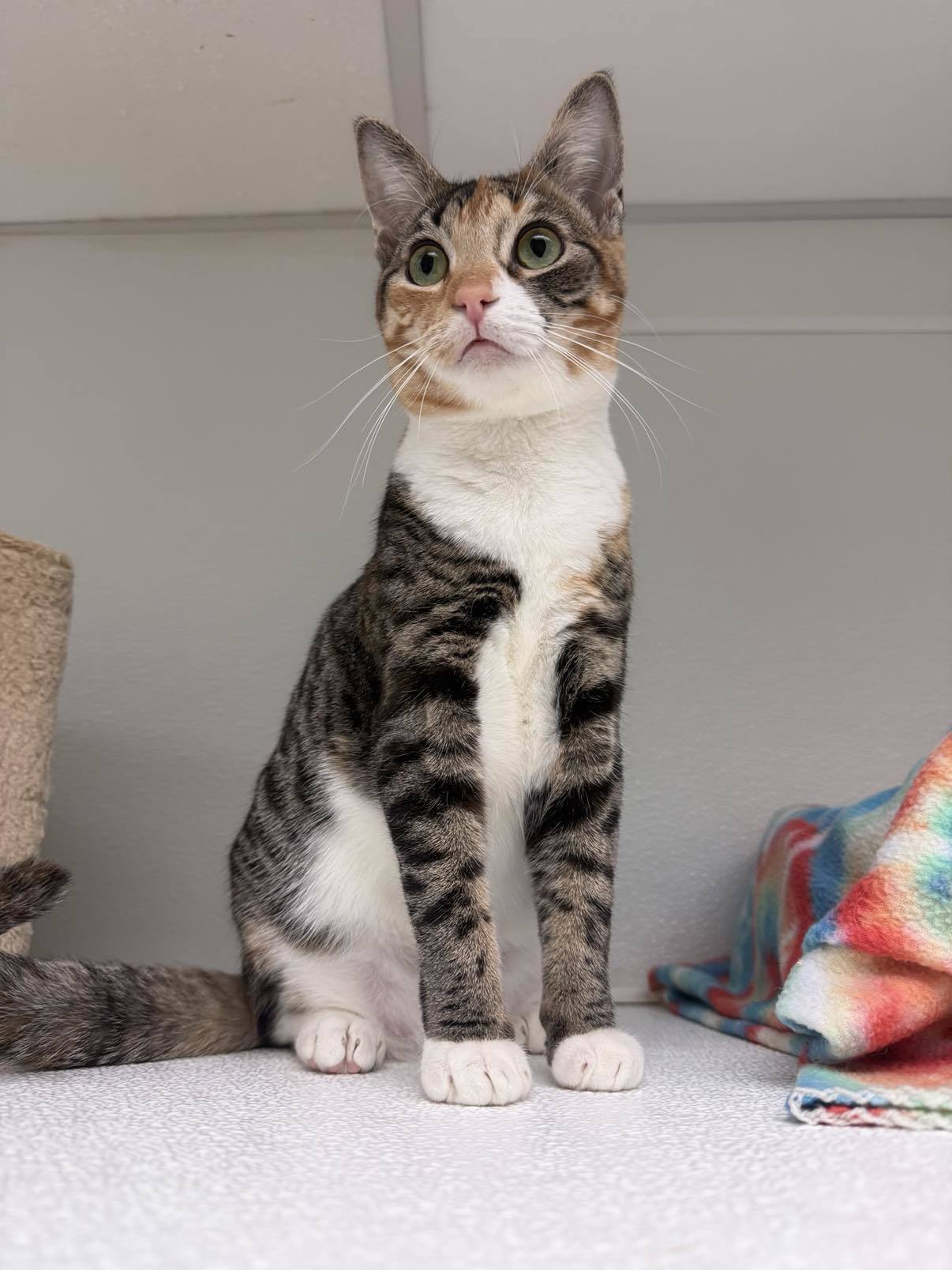 Brigid AND Zora, an adoptable Domestic Short Hair in Gonic, NH, 03839 | Photo Image 3