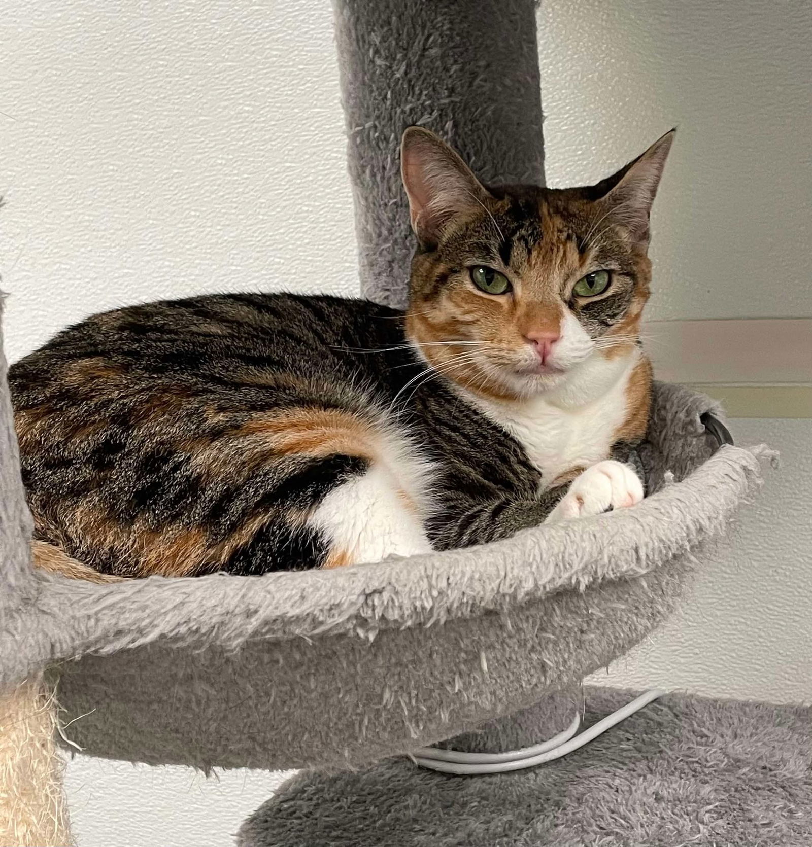 Brigid AND Pepper, an adoptable Domestic Short Hair in Gonic, NH, 03839 | Photo Image 3