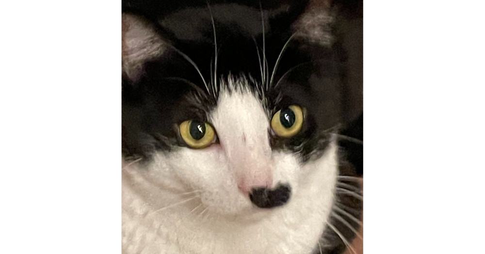 Beth 2, an adoptable Domestic Short Hair, Himalayan in Austin, TX, 78711 | Photo Image 1
