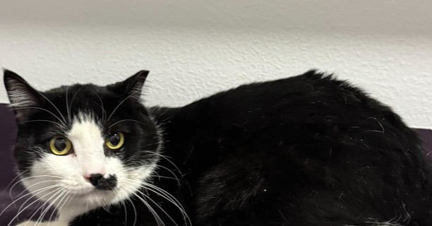 Beth 2, an adoptable Domestic Short Hair, Himalayan in Austin, TX, 78711 | Photo Image 2