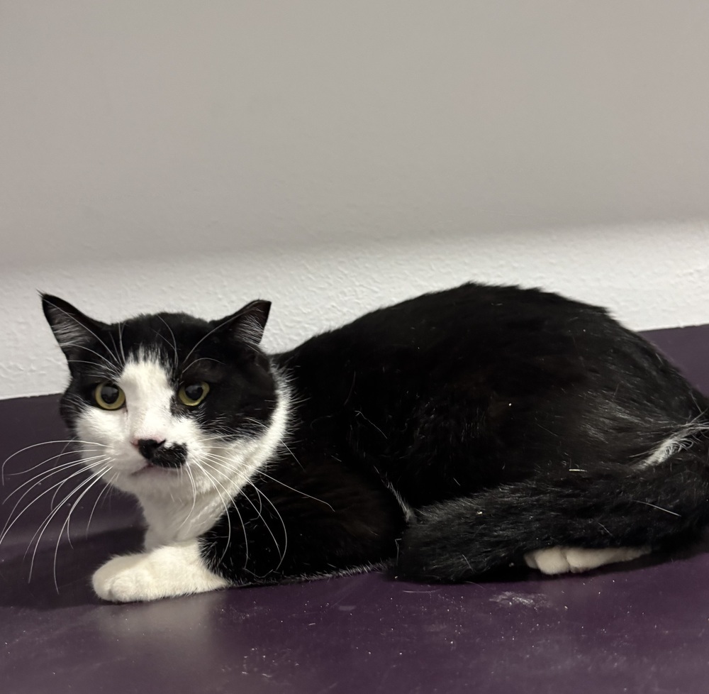 Beth 2, an adoptable Domestic Short Hair, Himalayan in Austin, TX, 78711 | Photo Image 3