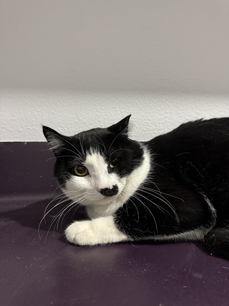 Beth 2, an adoptable Domestic Short Hair, Himalayan in Austin, TX, 78711 | Photo Image 4