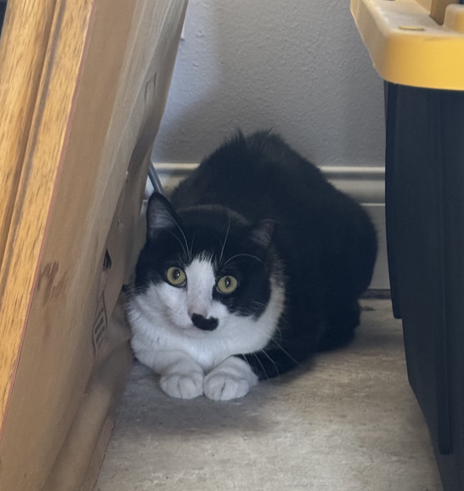 Beth 2, an adoptable Domestic Short Hair, Himalayan in Austin, TX, 78711 | Photo Image 5