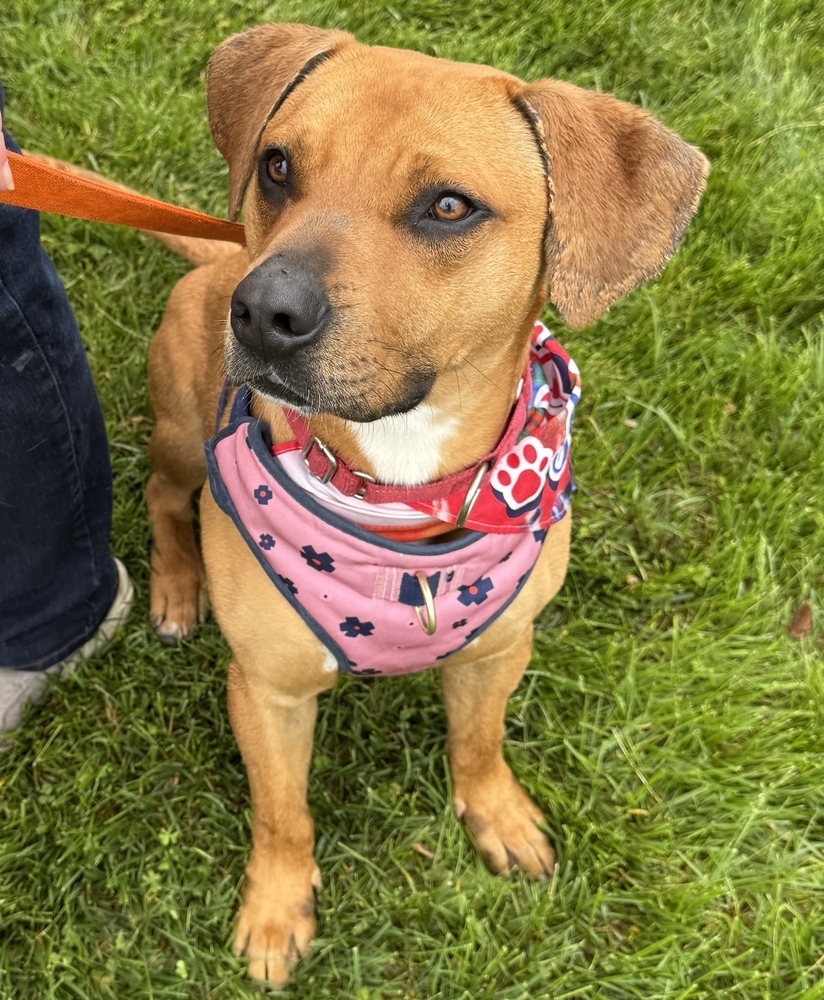 Champ (aka Chase)