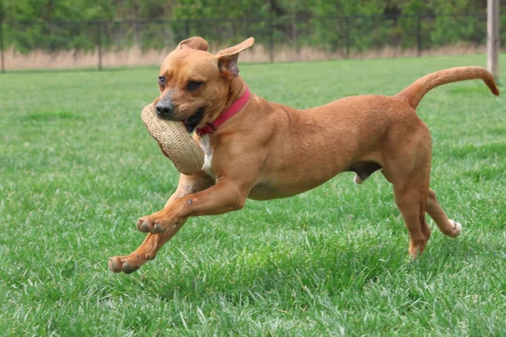 Champ (aka Chase)