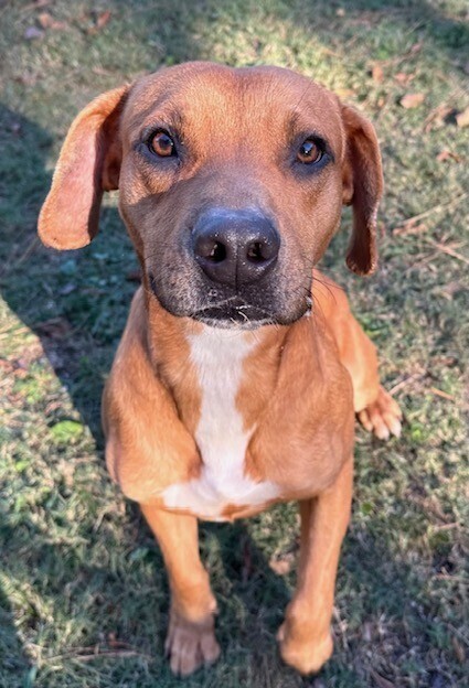 Champ (aka Chase)