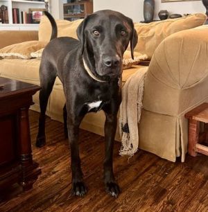 Levi is an absolutely amazing boy who has had a very tough go of things He came to us as