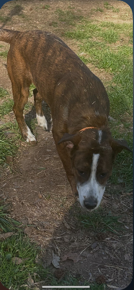 Josie