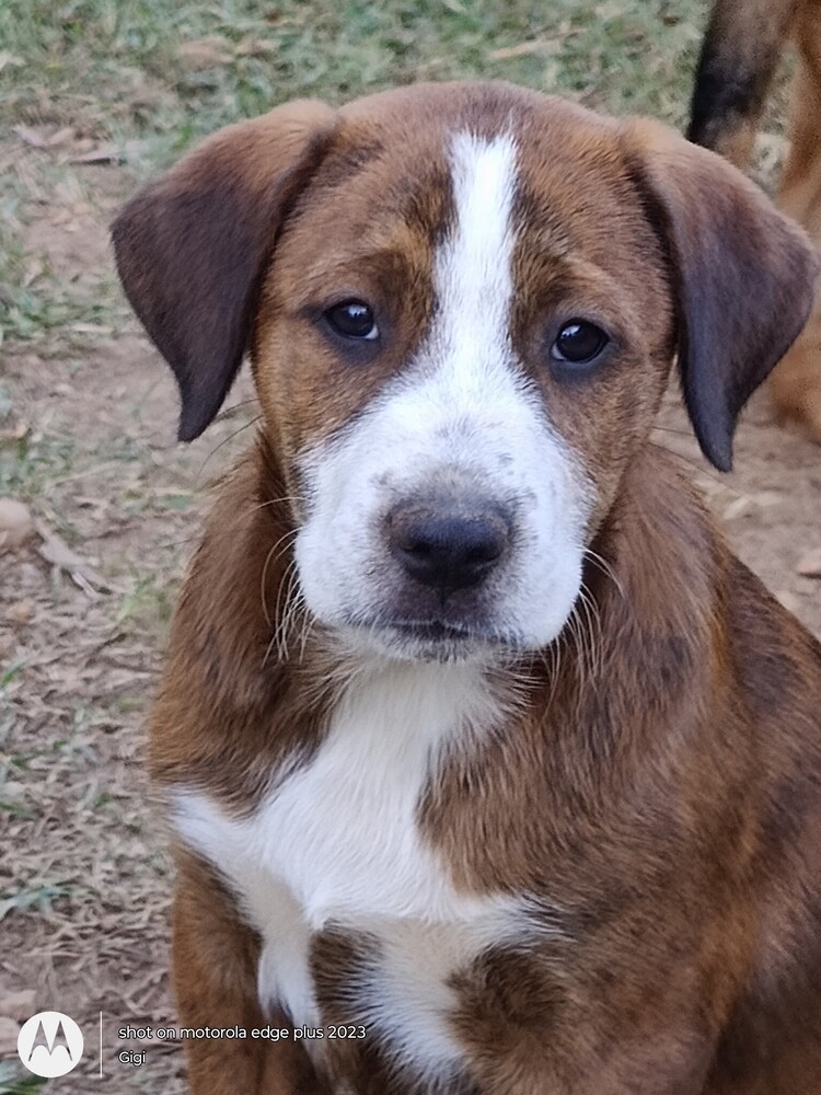 Josie