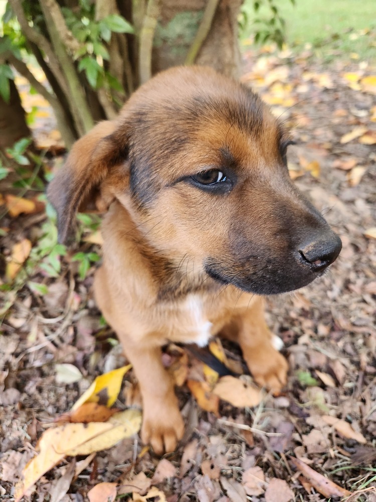 Gigi