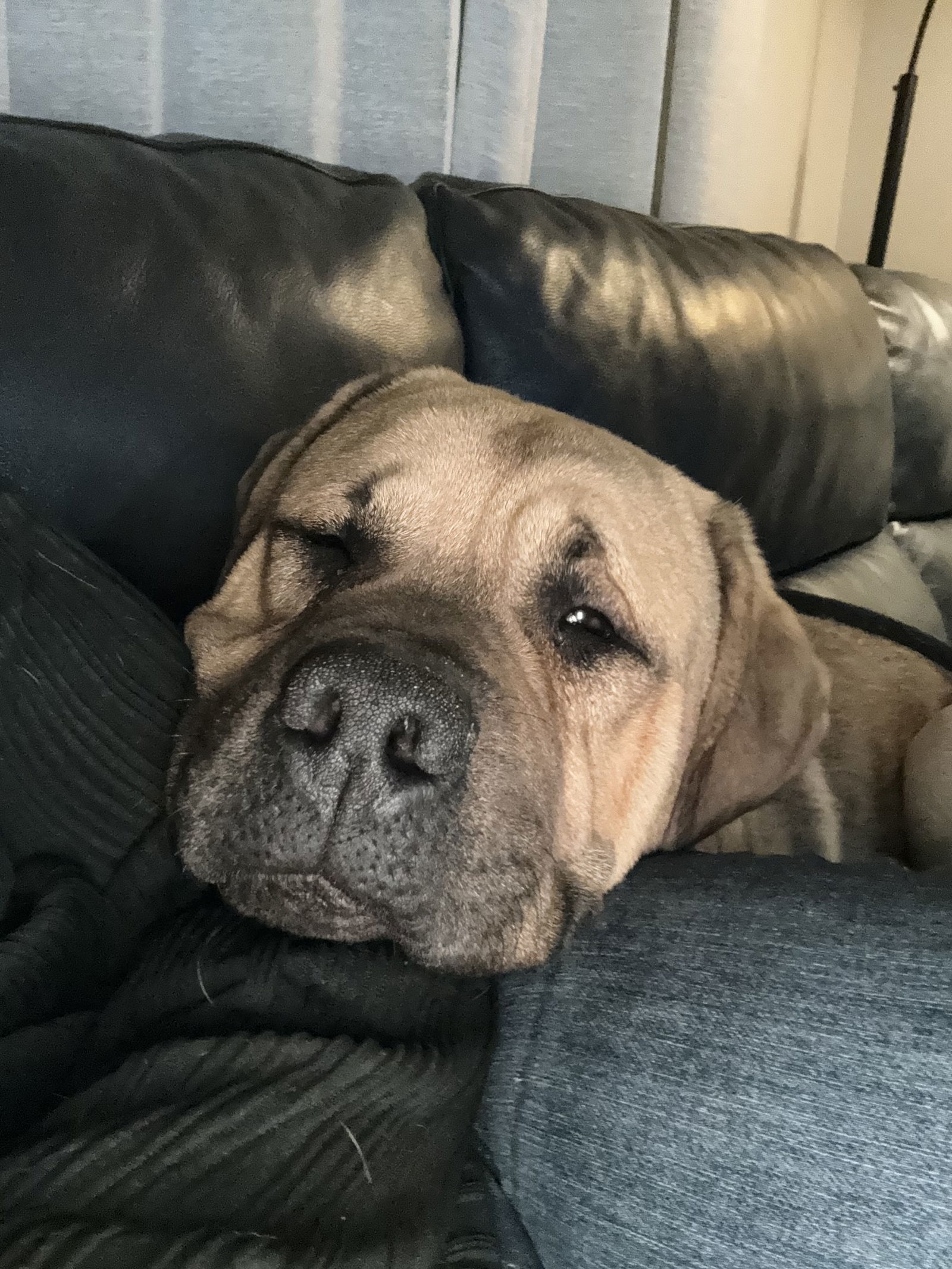 Bug, an adoptable Mastiff in Duluth, MN, 55807 | Photo Image 2