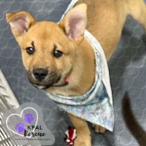 Toboggan - Fun in the Snow Litter, an adoptable Mixed Breed in Kenai, AK, 99611 | Photo Image 1