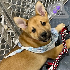 Toboggan - Fun in the Snow Litter, an adoptable Mixed Breed in Kenai, AK, 99611 | Photo Image 2