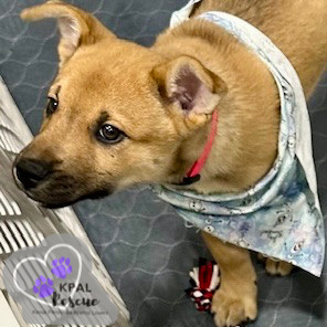 Toboggan - Fun in the Snow Litter, an adoptable Mixed Breed in Kenai, AK, 99611 | Photo Image 3