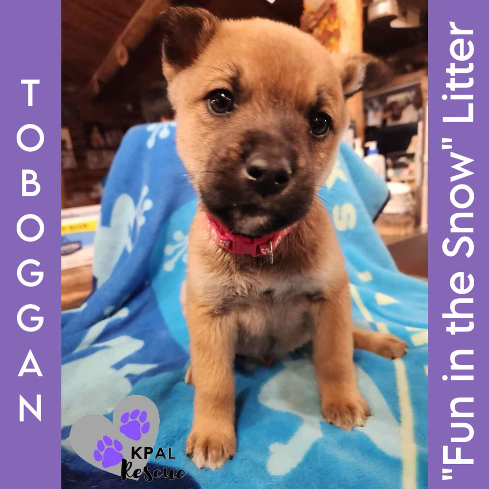 Toboggan - Fun in the Snow Litter, an adoptable Mixed Breed in Kenai, AK, 99611 | Photo Image 4