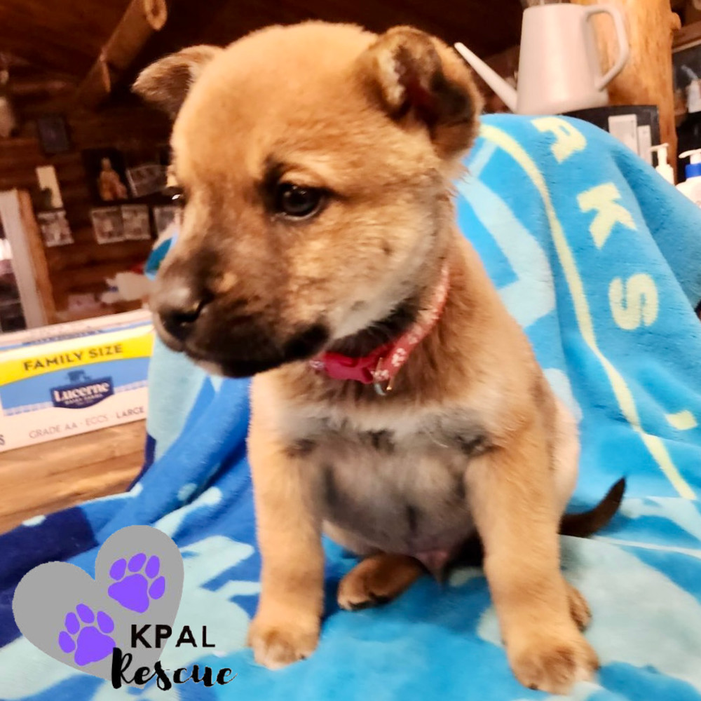 Toboggan - Fun in the Snow Litter, an adoptable Mixed Breed in Kenai, AK, 99611 | Photo Image 5