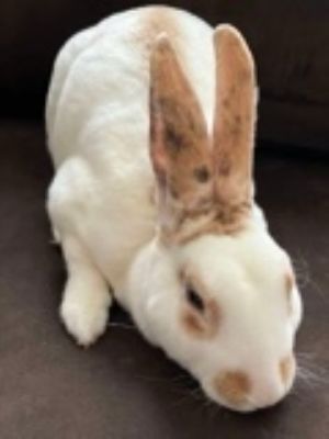 Gram, Adult Male Mini Rex