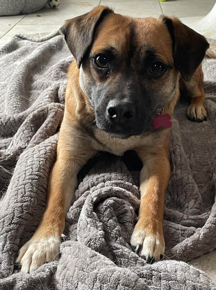 Bucky AKA Bruce, an adoptable Corgi, Pug in Albuquerque, NM, 87111 | Photo Image 2