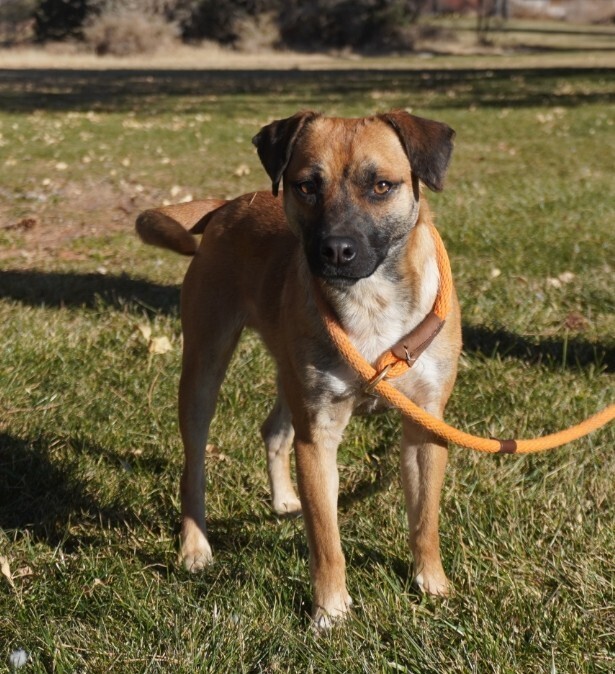Bucky AKA Bruce, an adoptable Corgi, Pug in Albuquerque, NM, 87111 | Photo Image 3