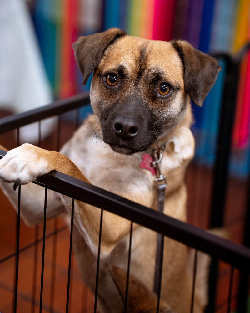 Bucky AKA Bruce, an adoptable Corgi, Pug in Albuquerque, NM, 87111 | Photo Image 3