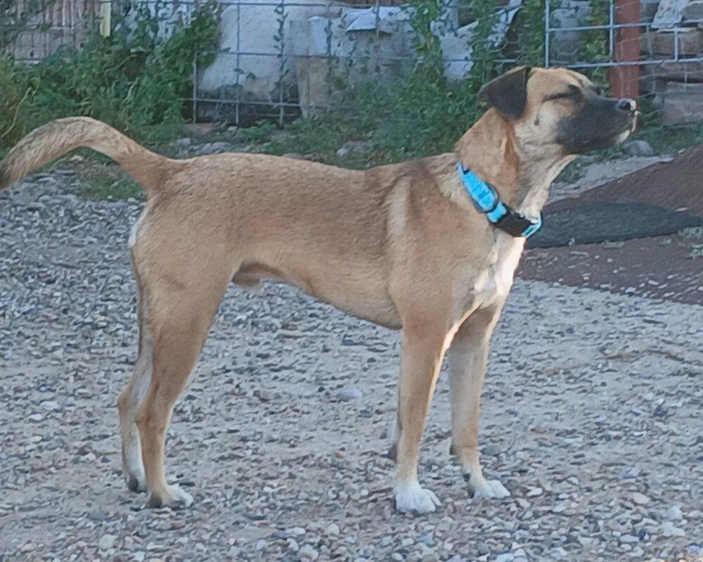 Bucky AKA Bruce, an adoptable Corgi, Pug in Albuquerque, NM, 87111 | Photo Image 3