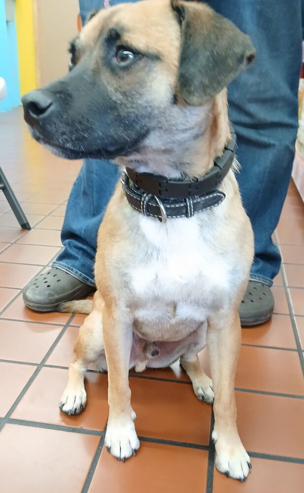 Bucky AKA Bruce, an adoptable Corgi, Pug in Albuquerque, NM, 87111 | Photo Image 4