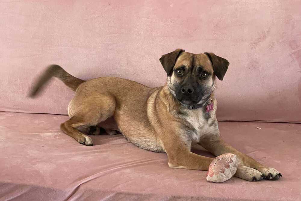 Bucky AKA Bruce, an adoptable Corgi, Pug in Albuquerque, NM, 87111 | Photo Image 5